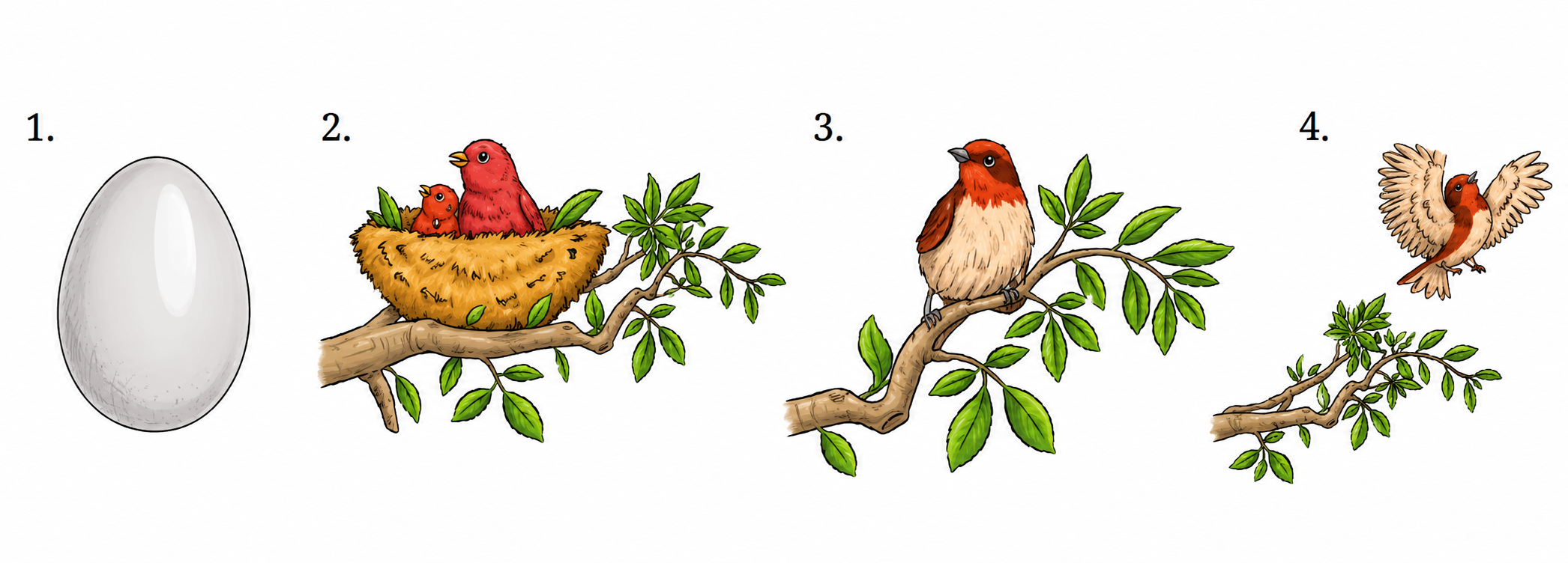 What a Bird Thought Activity